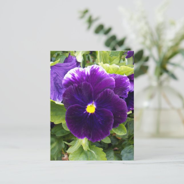 Panser violet profond, Carte postale (Debout devant)