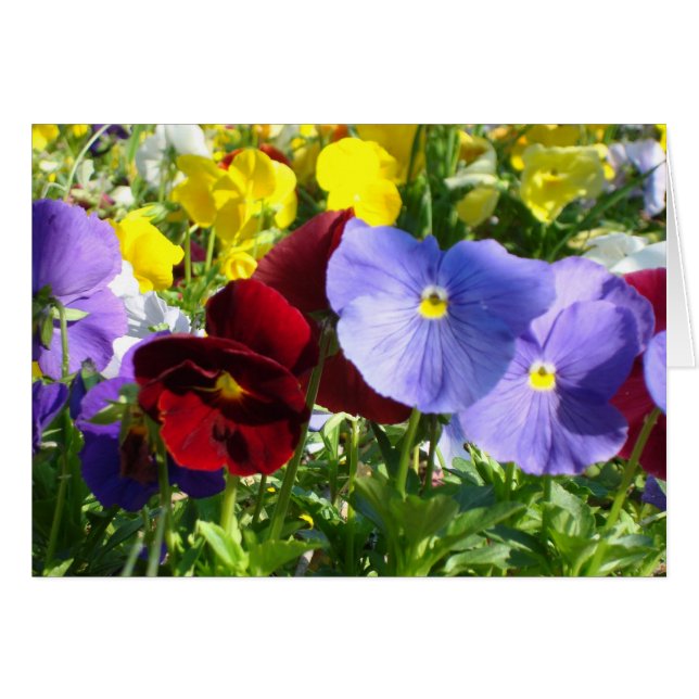 Pansies (Devant Horizontal)
