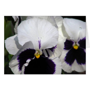 Pansies
