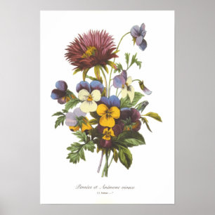 Pansies and Anemone Poster
