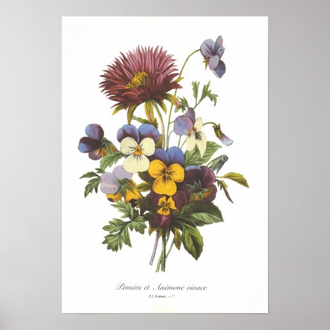 Pansies and Anemone Poster (Front)