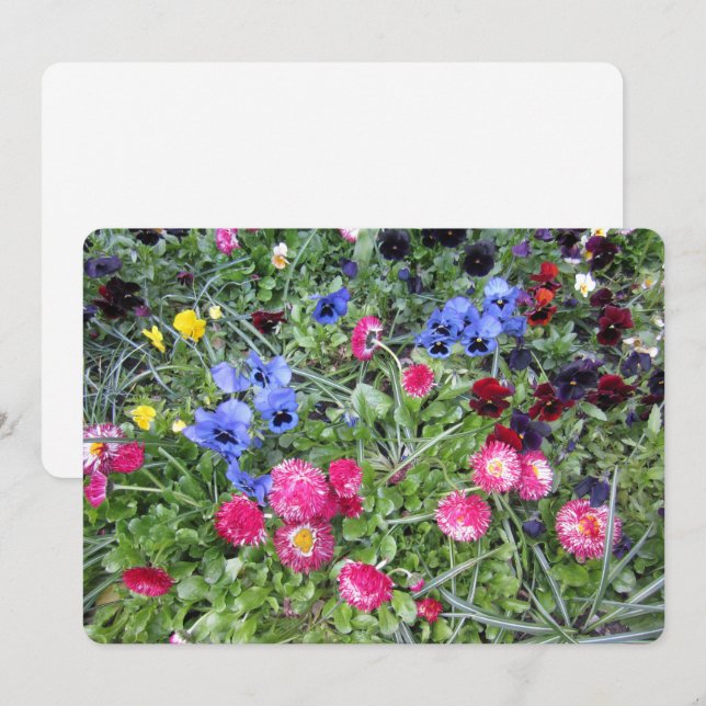 Pansies and Daisies Holiday Card (Front/Back)