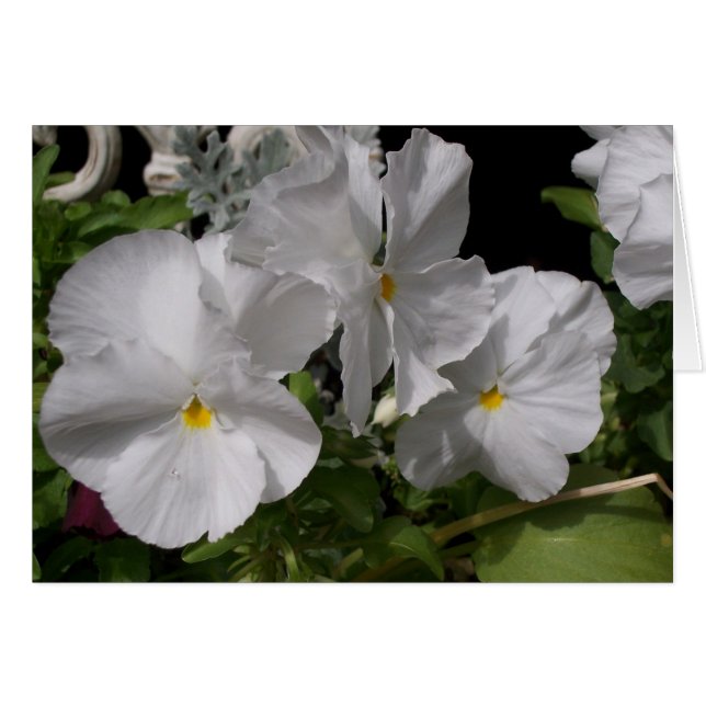 Pansies blanches (Devant horizontal)
