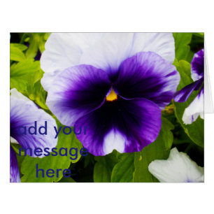 Pansies_blanches_violettes,_