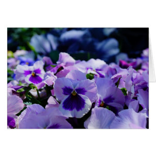 Pansies bleues et violettes !