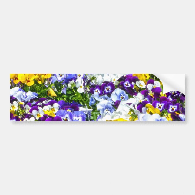 Pansies Bumper Sticker (Front)