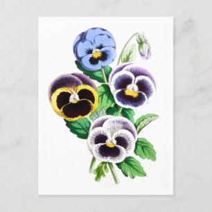 Pansies Carte postale botanique Vintage