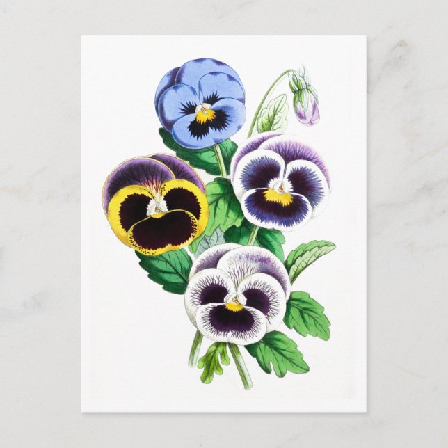 Pansies Carte postale botanique Vintage (Devant)