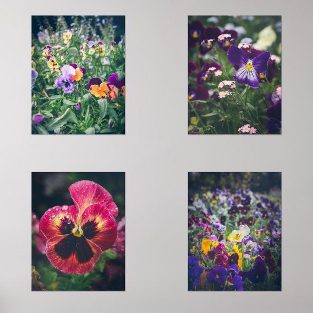 Pansies colorées dans un jardin de campagne d'été (Recto)