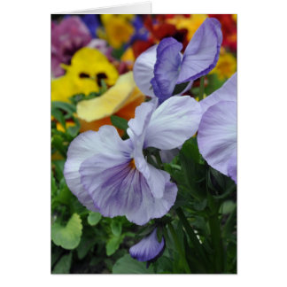 Pansies de lavande