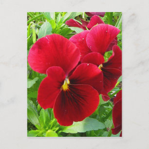 Pansies en avril Carte postale
