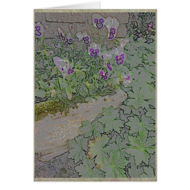 Pansies in terra-cotta planter (Front)