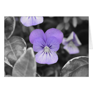 Pansies / Isolated Colour
