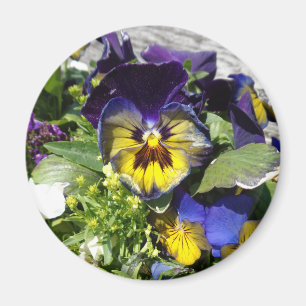 PANSIES! MAGNET
