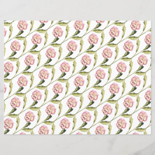Pansies on a White Background