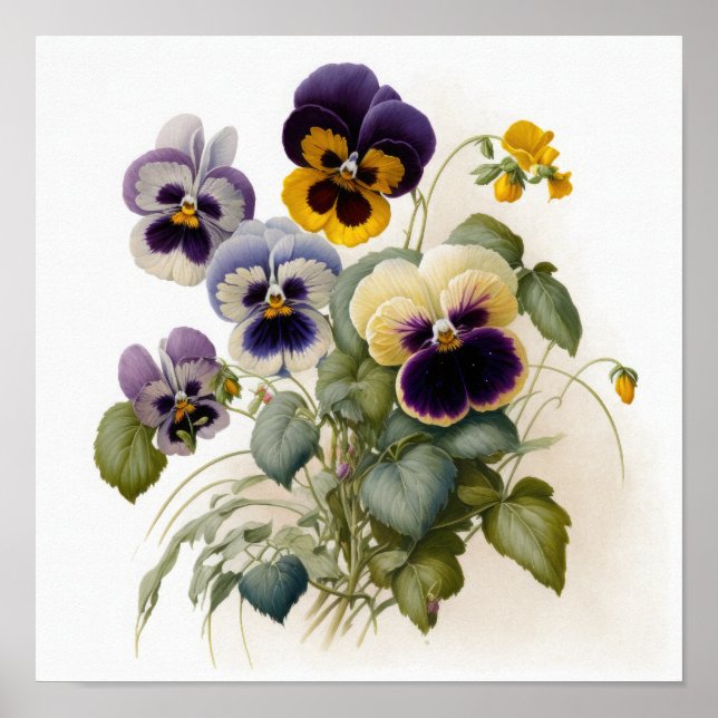 Pansies Pansy Flower Art Print Poster (Front)