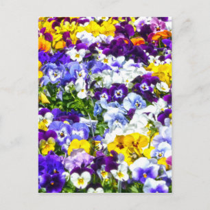 Pansies Postcard