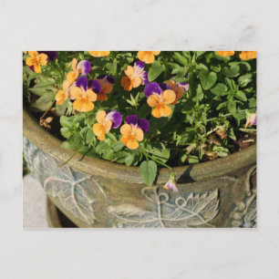 Pansies Postcard