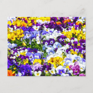 Pansies Postcard