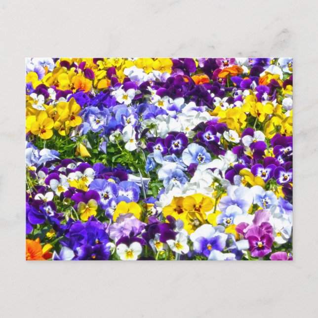 Pansies Postcard (Front)
