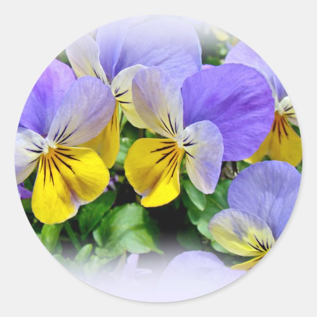 Pansies - Purple asnd Yellow Classic Round Sticker (Front)