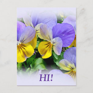 Pansies - Purple asnd Yellow Postcard