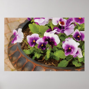 Pansies - Purple Pansies Poster