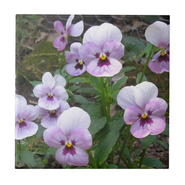 Pansies Tile (Front)