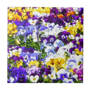 Pansies Tile