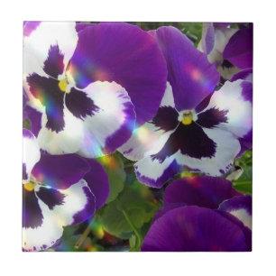 Pansies Tiles or Trivets