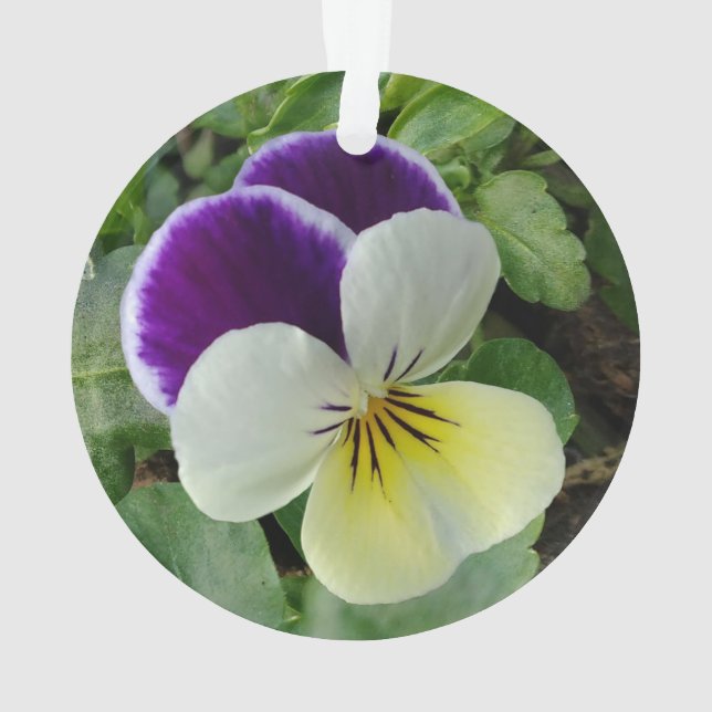 Pansies violettes (dos)