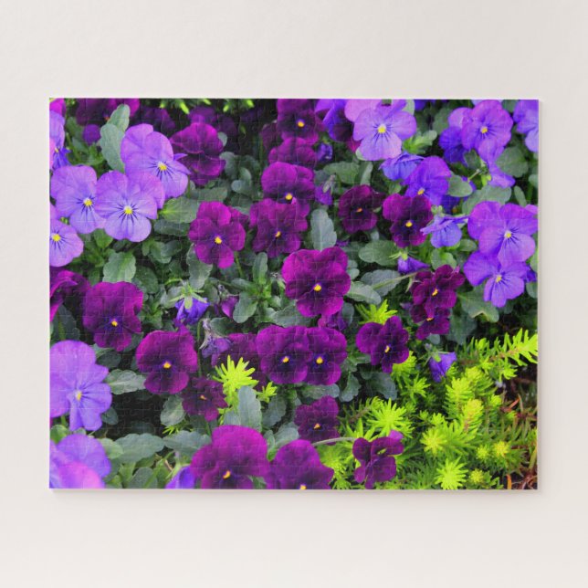 Pansies violettes Puzzle (Horizontal)