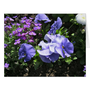 Pansies violettes timides grandes