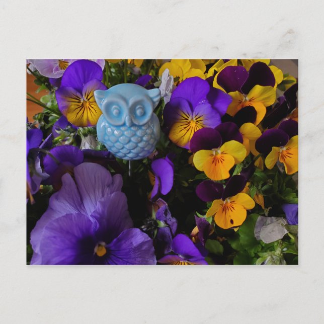 Pansies with owl postcard (Front)