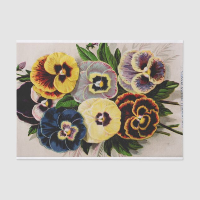 Pansy Antique German Varieties Garden Tissue Paper (Front)