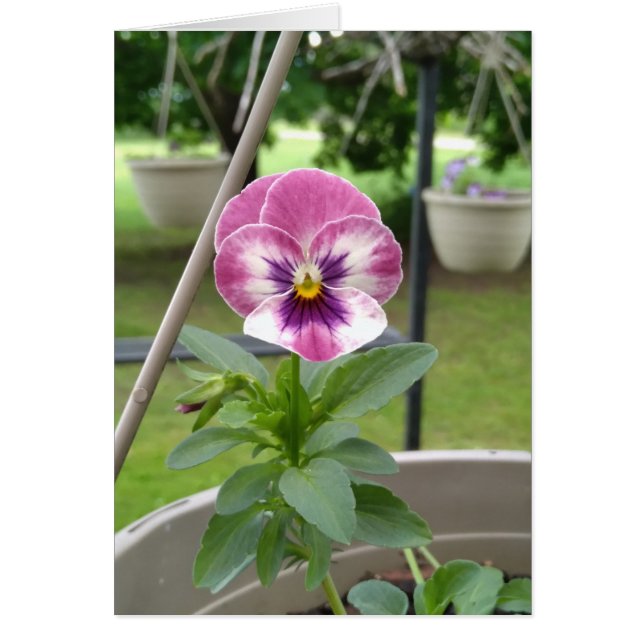 Pansy Blank Cards (Pink & Purple) (Front)