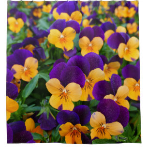Pansy Bloom: Garden Beauty Close-up.