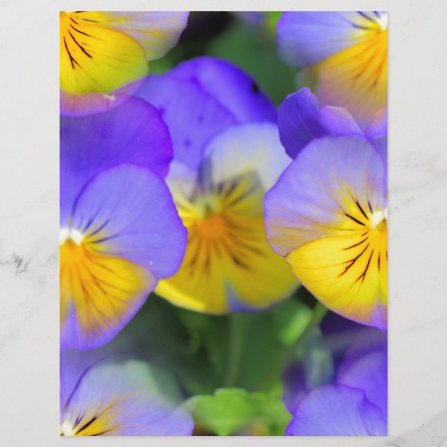 Pansy echos (Front)