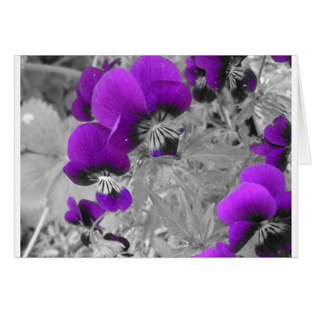 Pansy Effect (Front Horizontal)