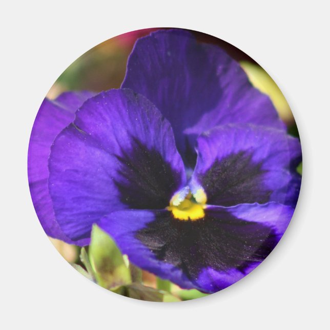 Pansy Flower Magnet (Front)