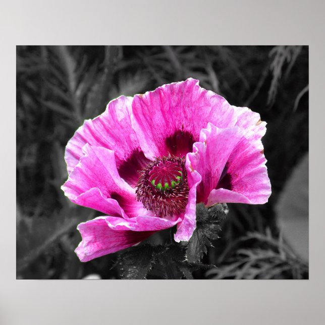 Pansy Flower Purple Colour Pop Download and Poster (Front)