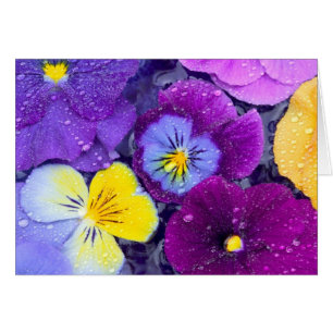Pansy flowers floating in bird bath with dew