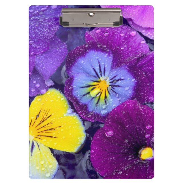 Pansy flowers floating in bird bath with dew 2 clipboard (Front)