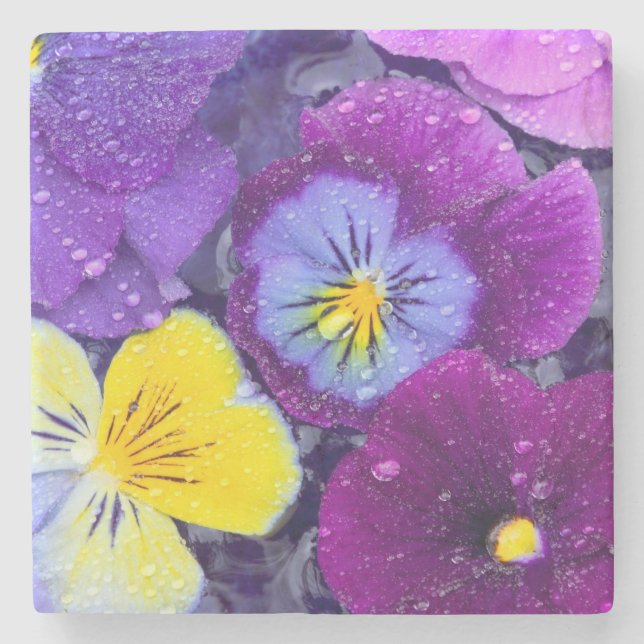 Pansy flowers floating in bird bath with dew 2 stone coaster (Front)