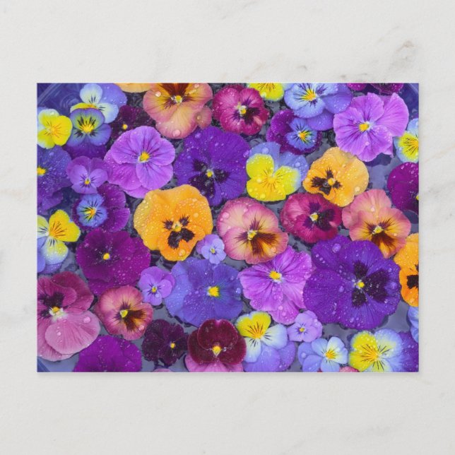 Pansy flowers floating in bird bath with dew postcard (Front)