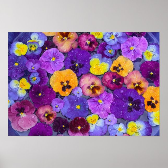 Pansy flowers floating in bird bath with dew poster (Front)