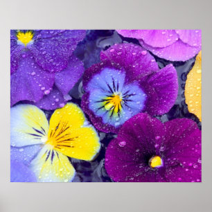 Pansy flowers floating in bird bath with dew poster