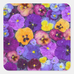 Pansy flowers floating in bird bath with dew square sticker
