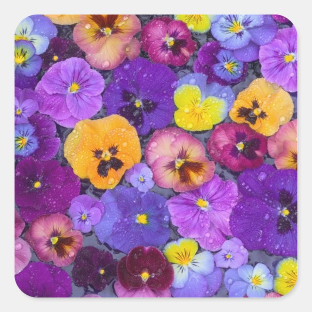 Pansy flowers floating in bird bath with dew square sticker (Front)