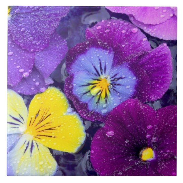 Pansy flowers floating in bird bath with dew tile (Front)